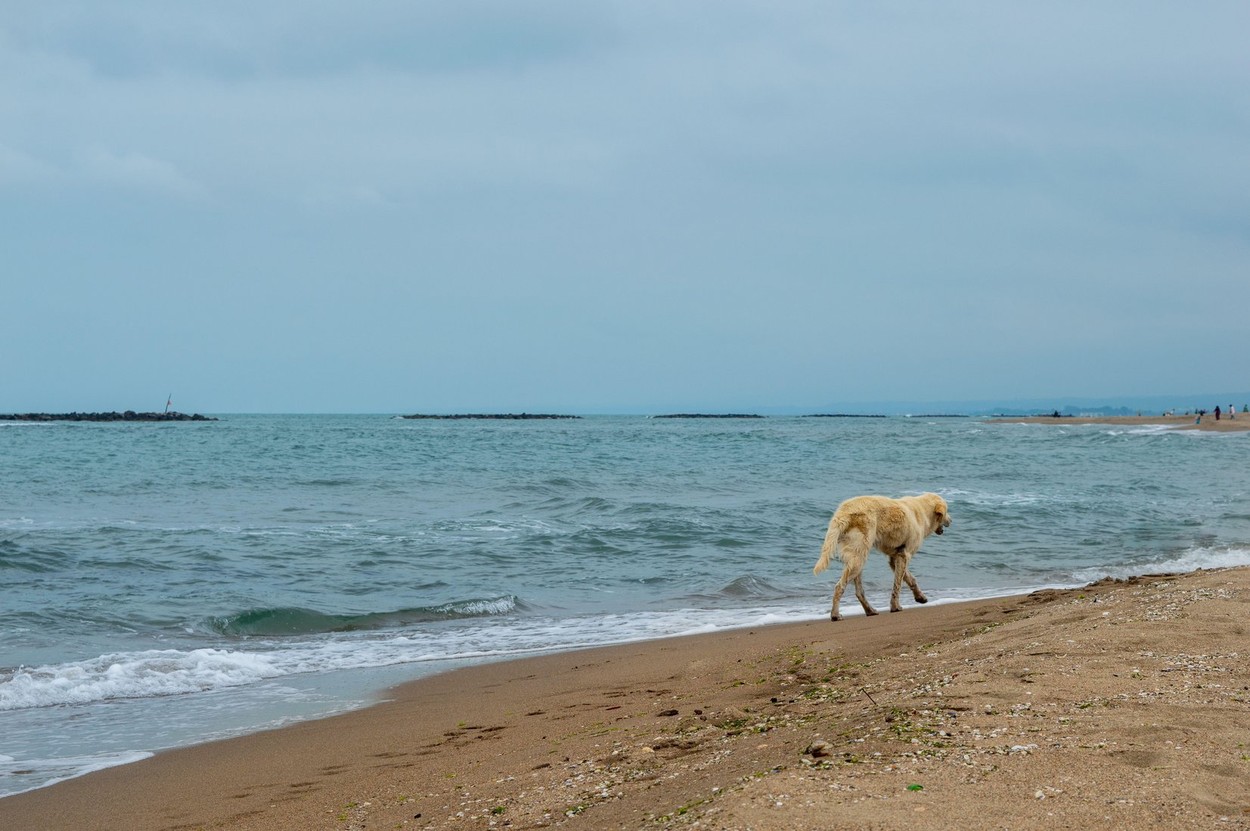 dog walking alone by the sea. Loneliness and getting away themed. A dog walking on the beach. alone with yourself. amazing background.