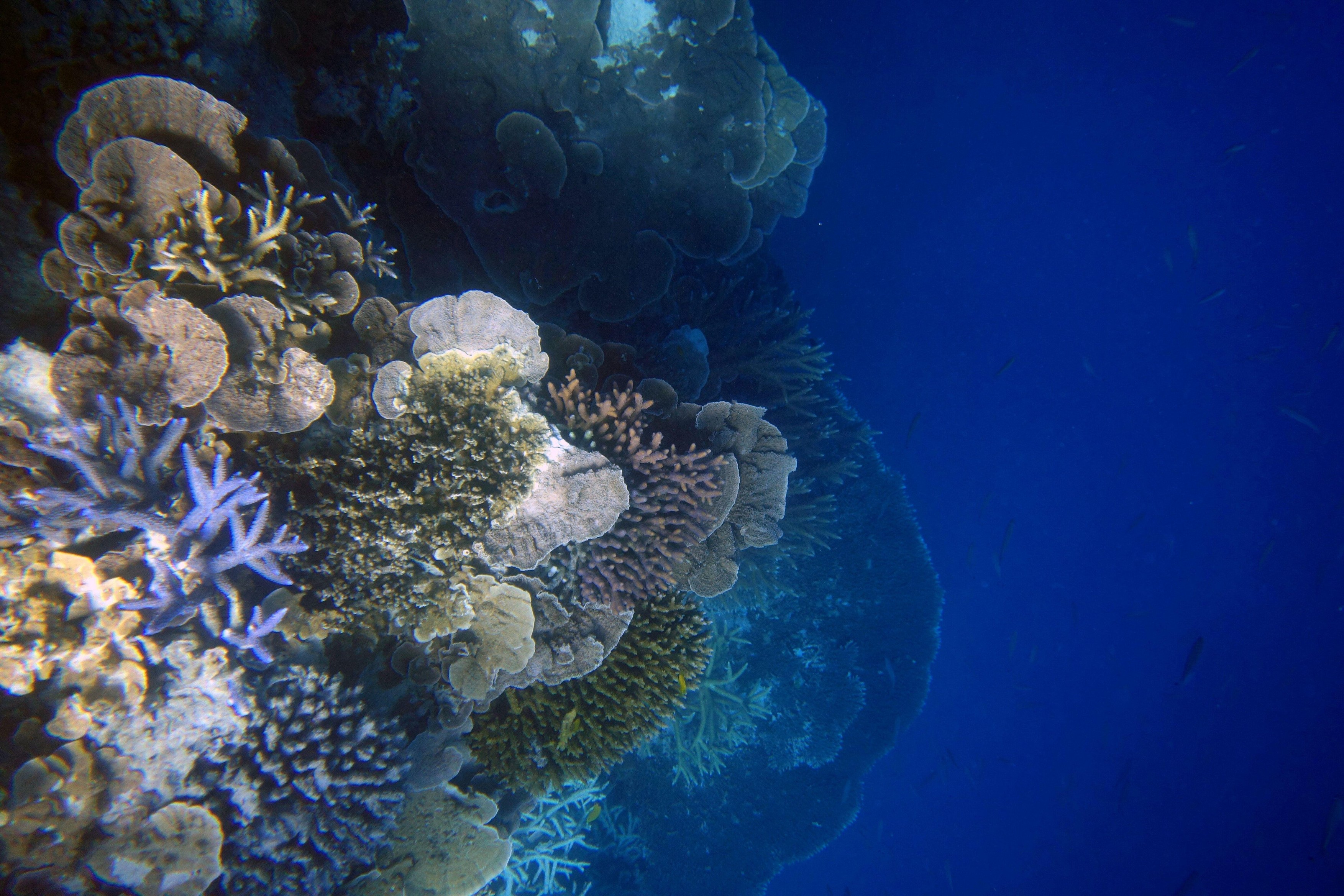 Healthy Acropora corals, Hardy Reef, Whitsundays, Queensland, Australlia