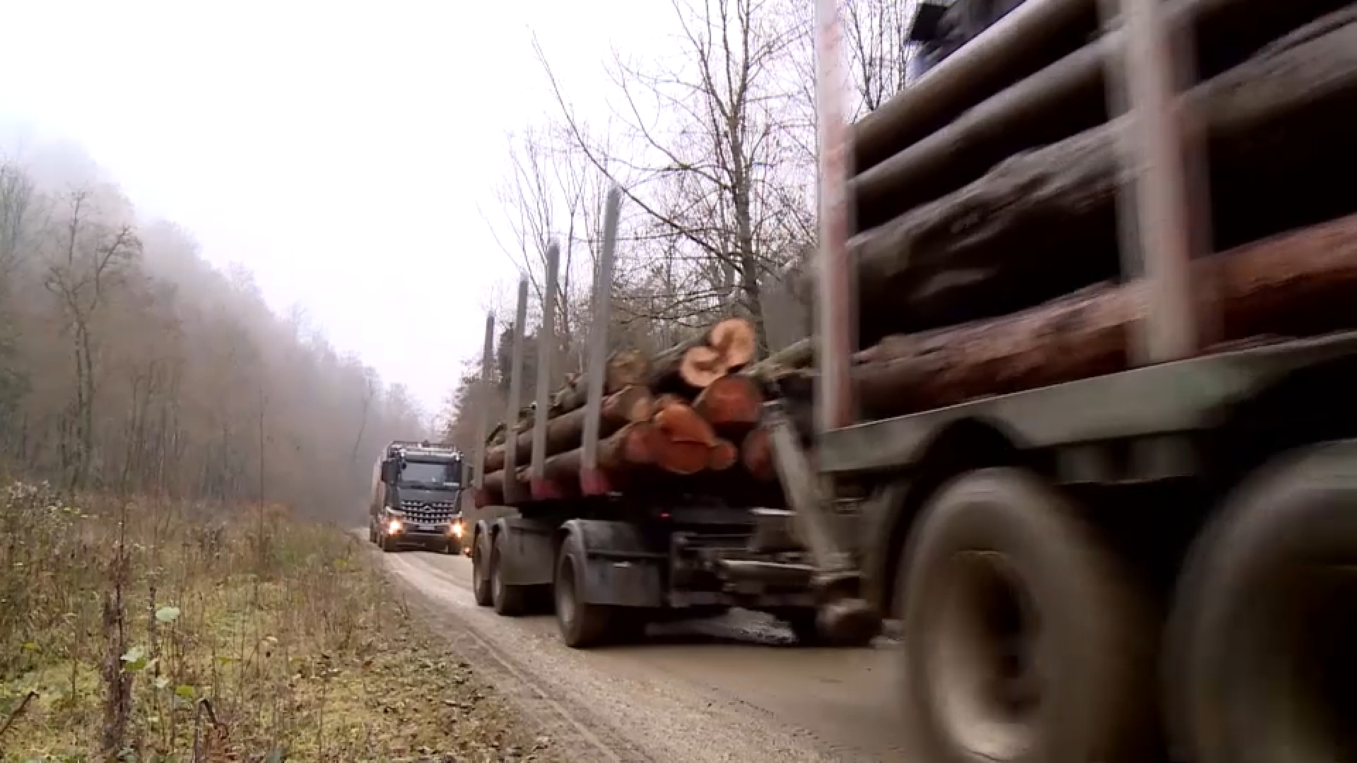 ŠUMA SJEČA DRVOSJEČE