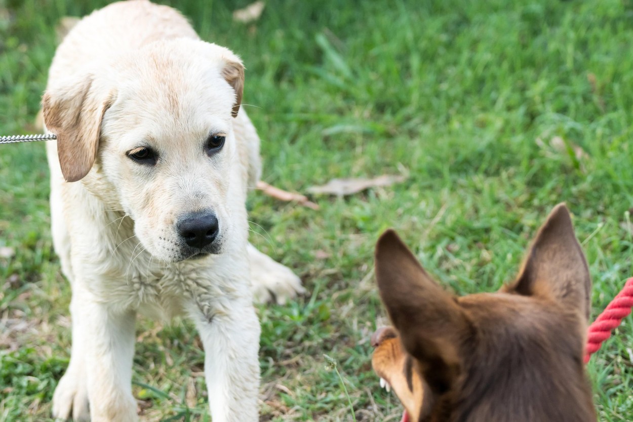A Kelpie dog growls and bares his teeth at a Labrador Retriever puppy, who looks scared.