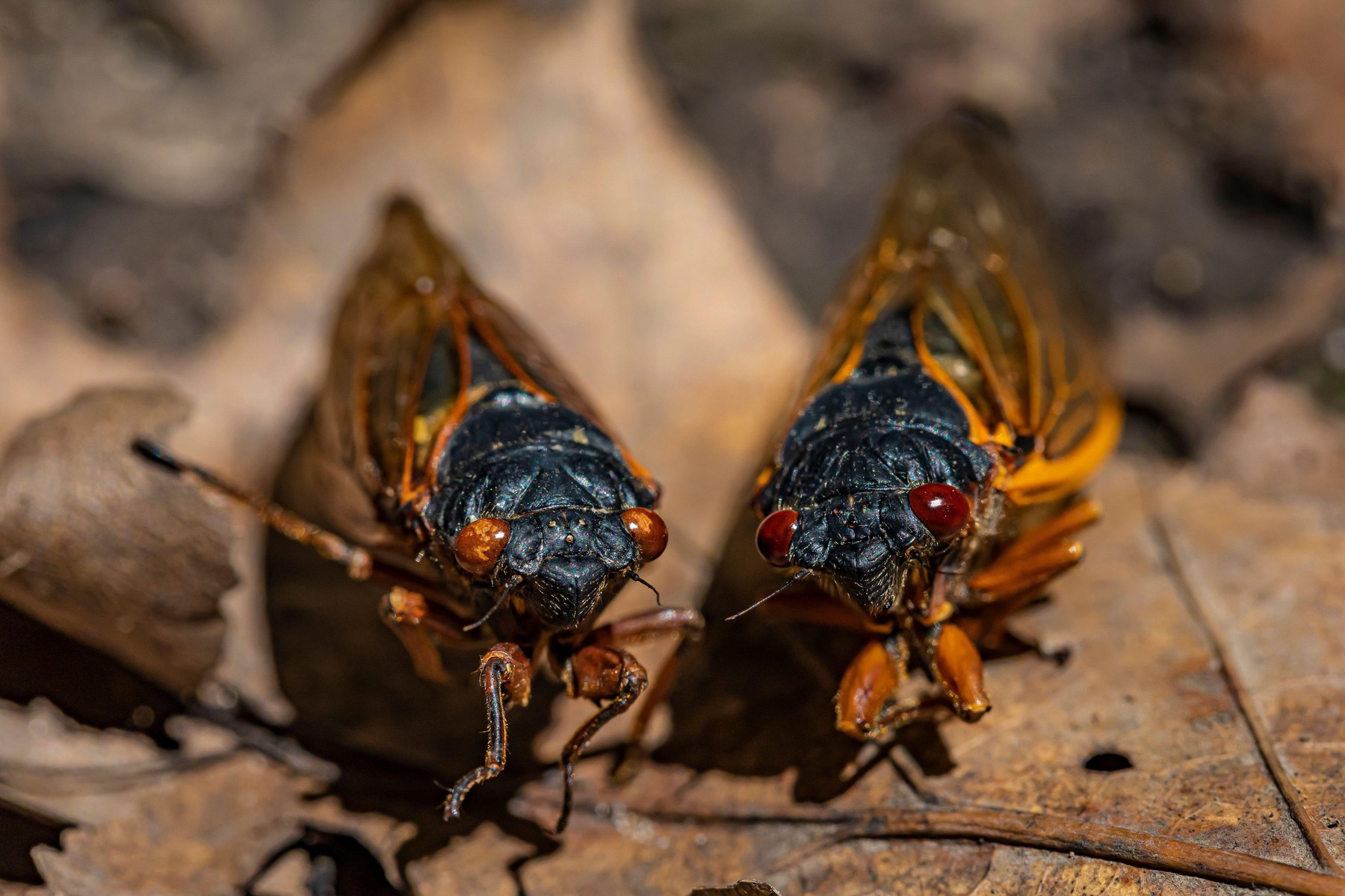 Dead cicadas from Brood X, a 17-year Cicada, Magicicada sp., emerged in June 2021 in Cherry Hill Nature Preserve near Ann Arbor and Ypsilanti, Michiga