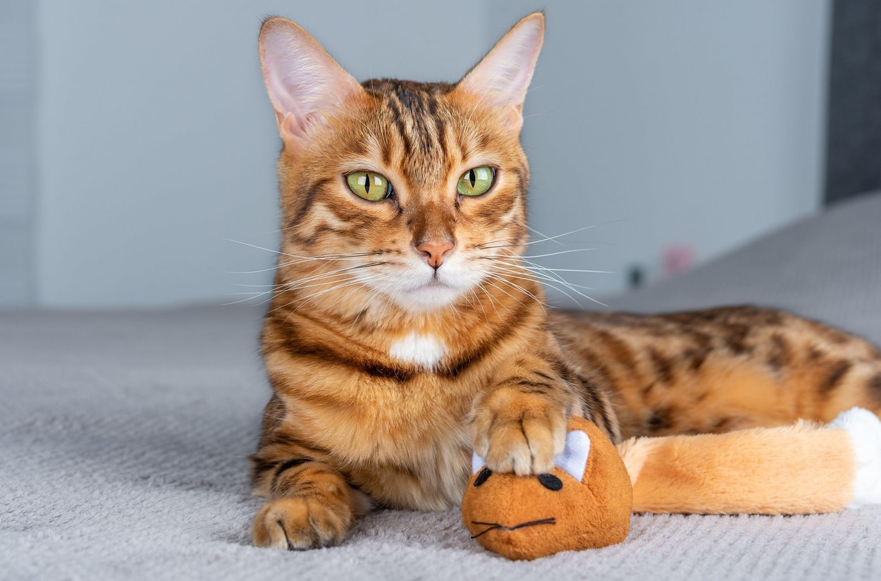 A cute cat is holding its prey in its paws - a toy orange mouse.