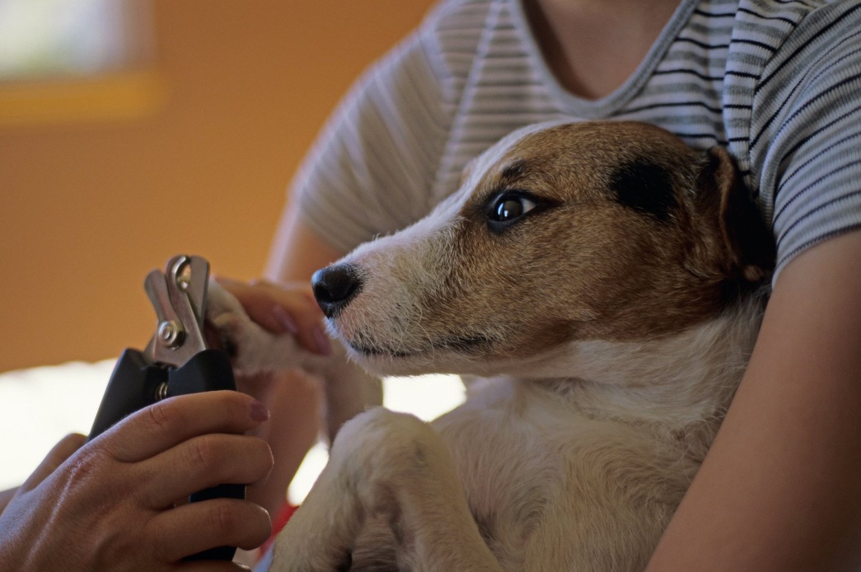 Jack Russell Terrier with young girl holding dog while dog is getting his nails clipped