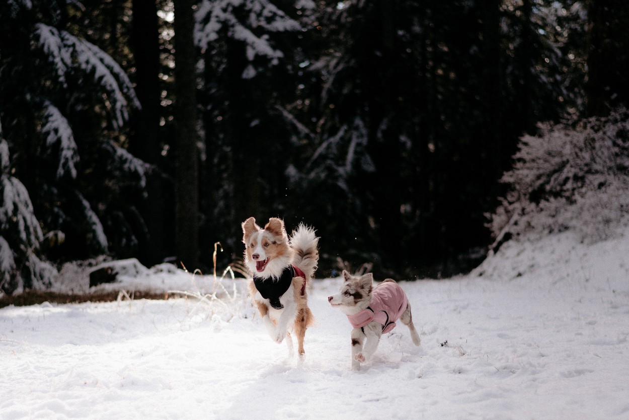 Dogs running in snow, Cypress cabin trail, Canada