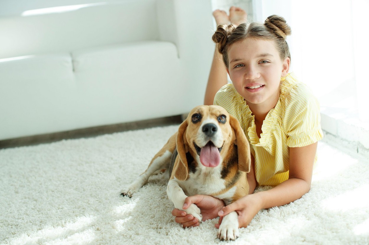 Child with a dog. Teenage girl with a beagle dog at home.