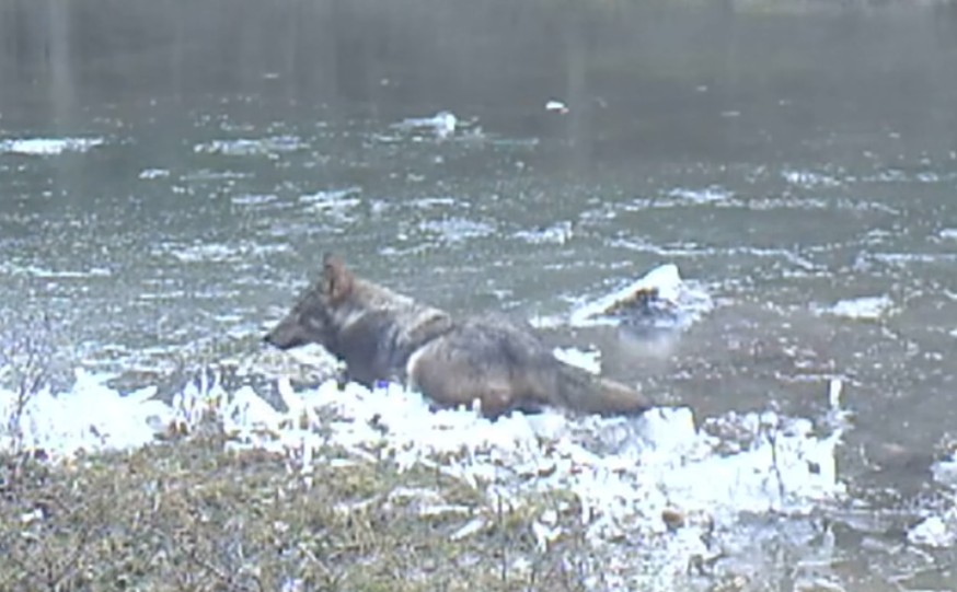 1706602606-Snimka-zaslona-2024-01-30-091618