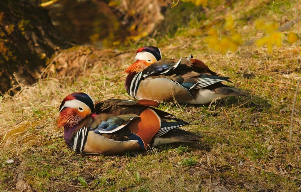 1706686905-mandarin-4104830_1280-e1706687034500-1024x654