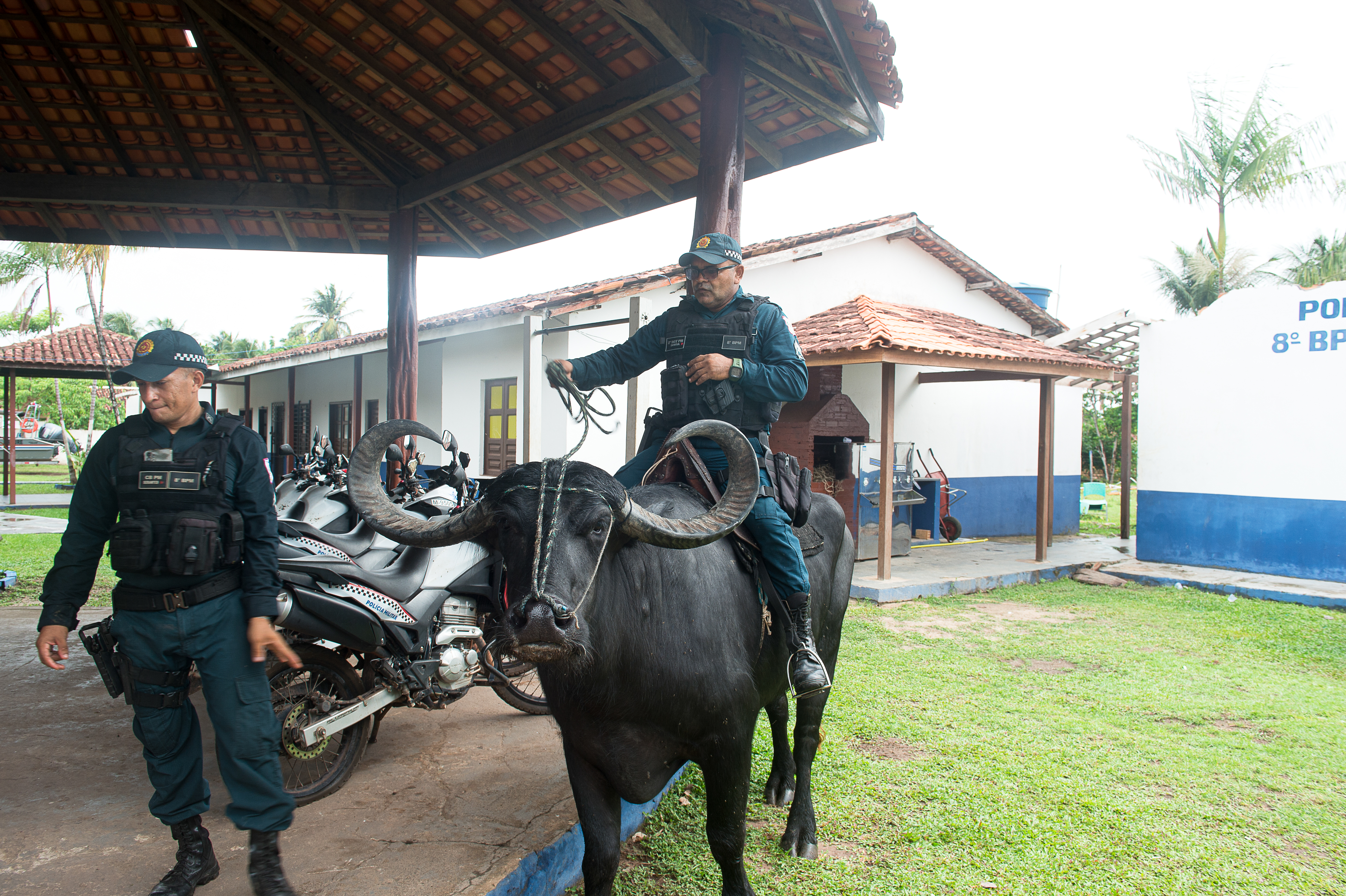 Na brazilskom ostrvu Marajo policija patrolira sa bivolima