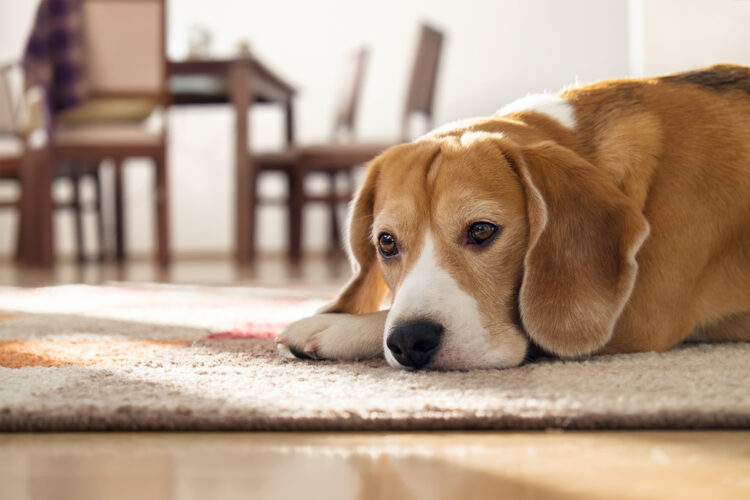 Beagle,Dog,Lying,On,Carpet,In,Cozy,Home