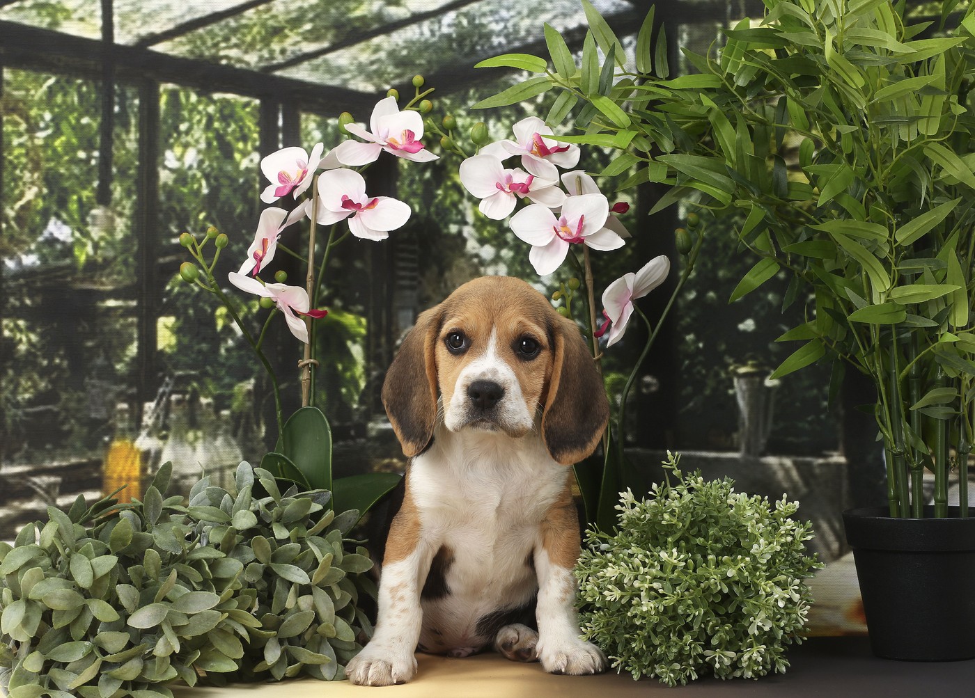 Dog Beagle puppy