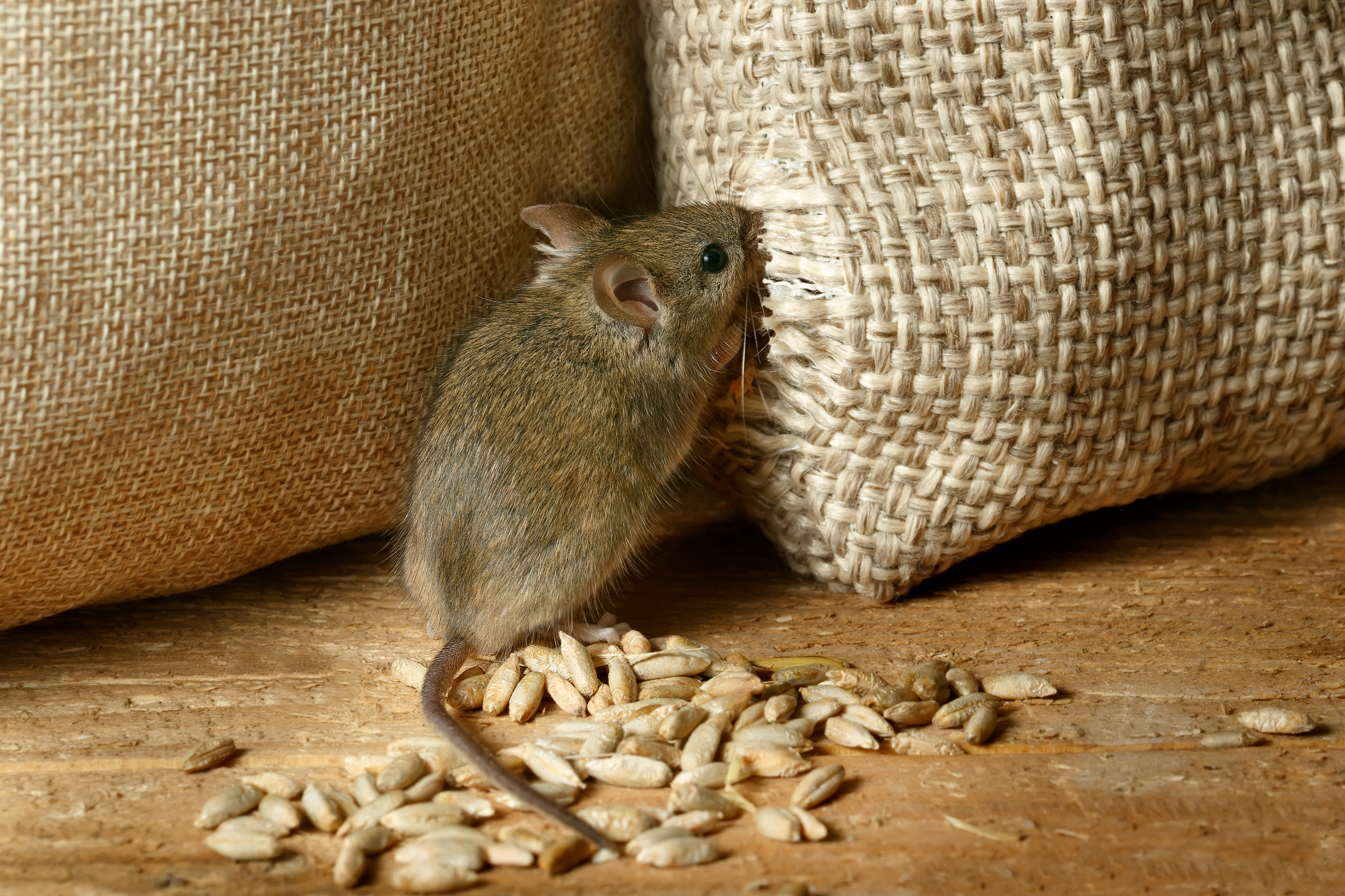 Closeup,The,Vole,Mouse,Nibbles,The,Sack,Of,Grain,In