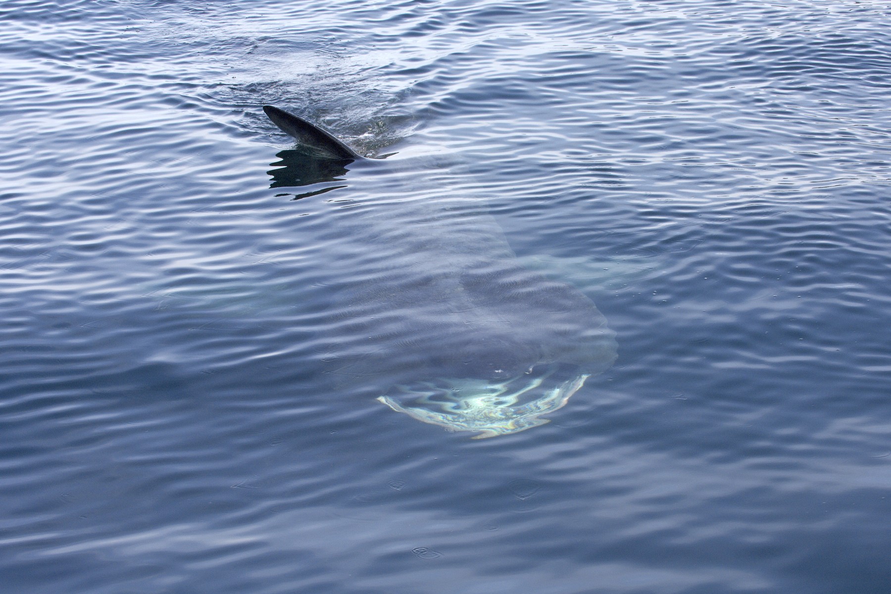 BASKING SHARK