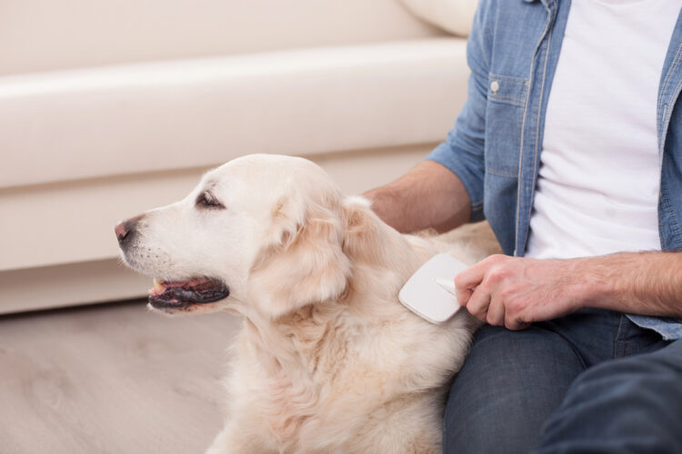 Close,Up,Of,Hands,Of,Man,Combing,Hair,Of,Dog
