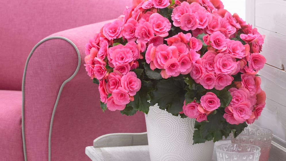 62792110-begonija (1)