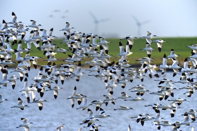 1712740643-avocets-1773758_1280-750x500