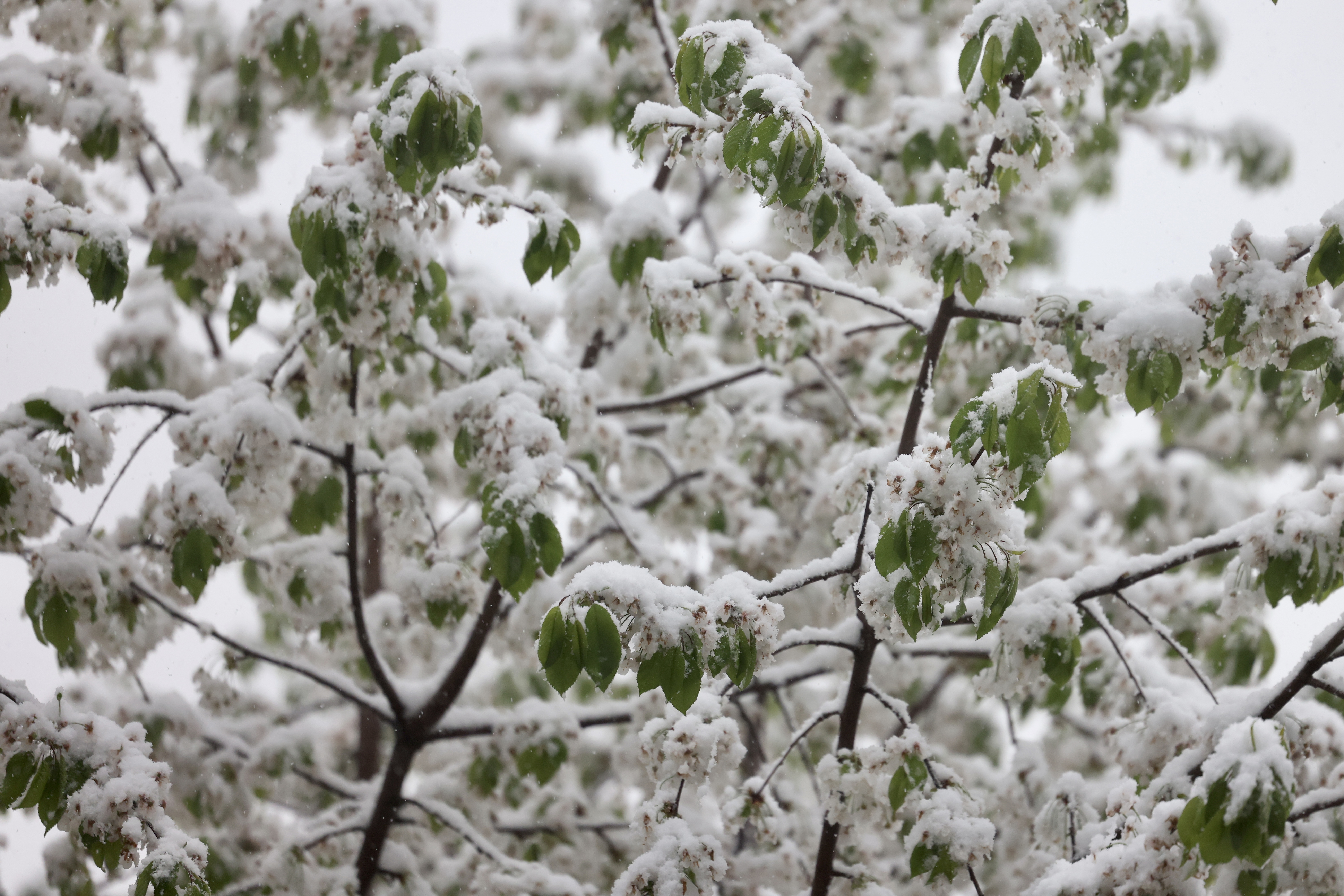 F.Z./N1 / Ilustracija