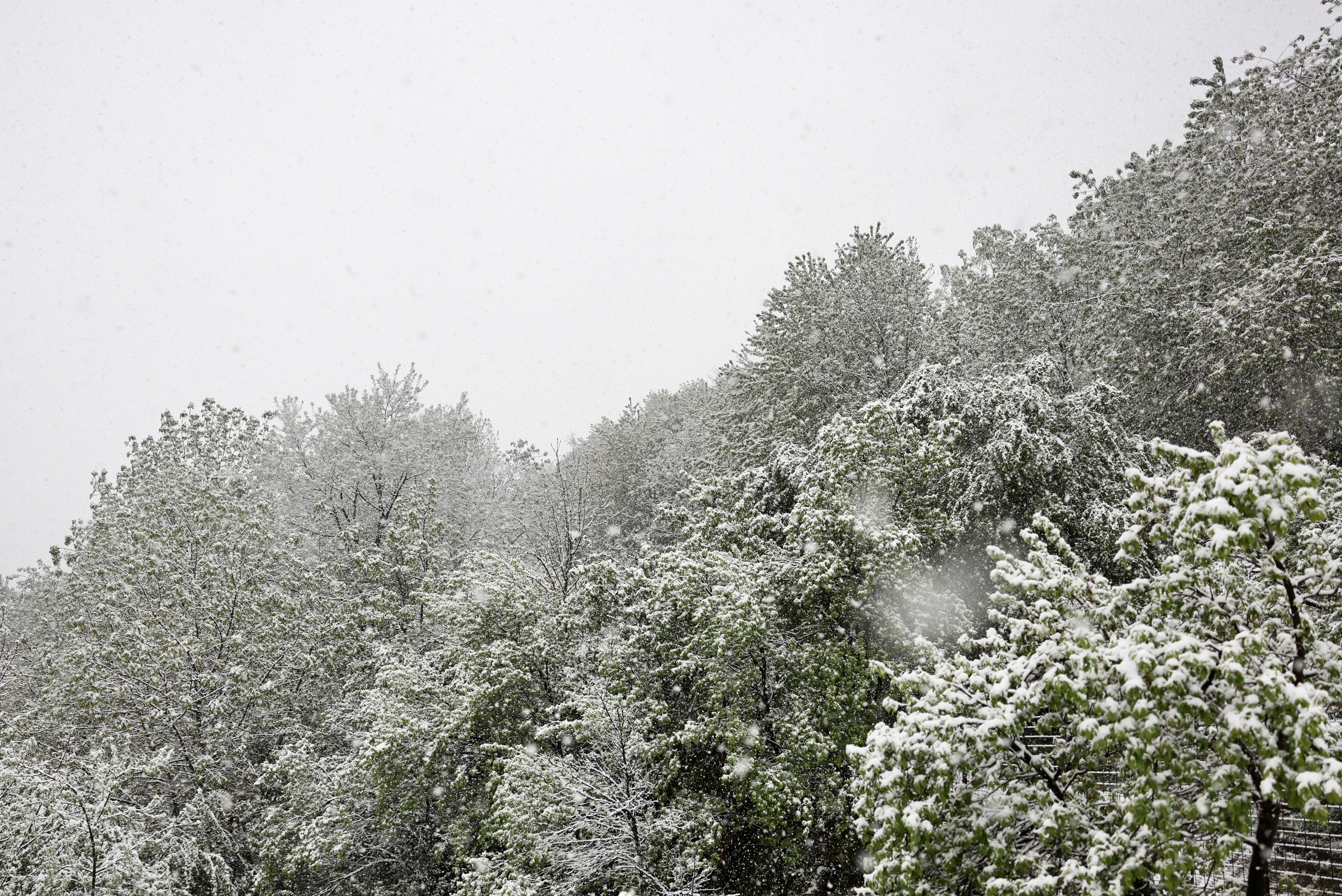 F.Z./N1 / Ilustracija