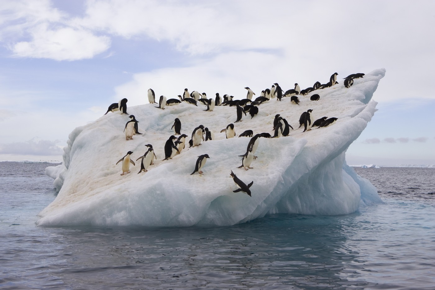 Adelie Penguin