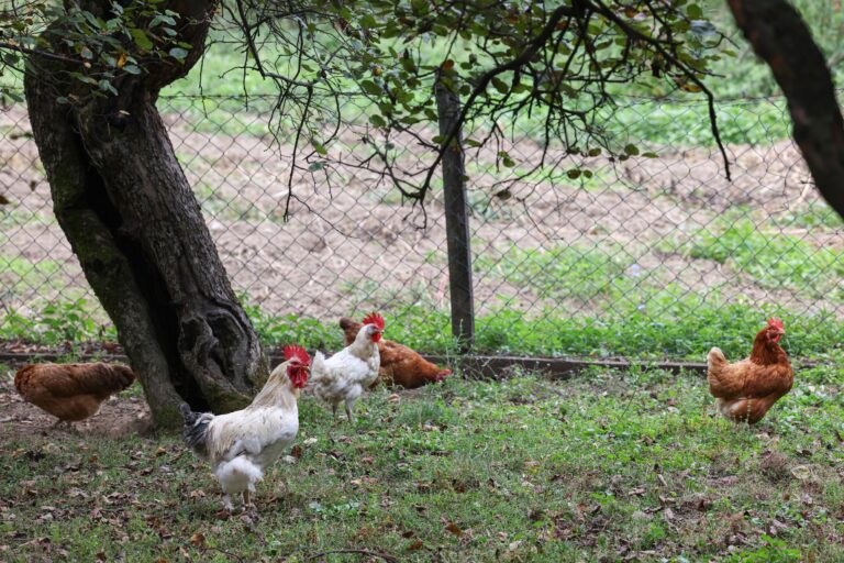 pilići kokoši pijetao selo