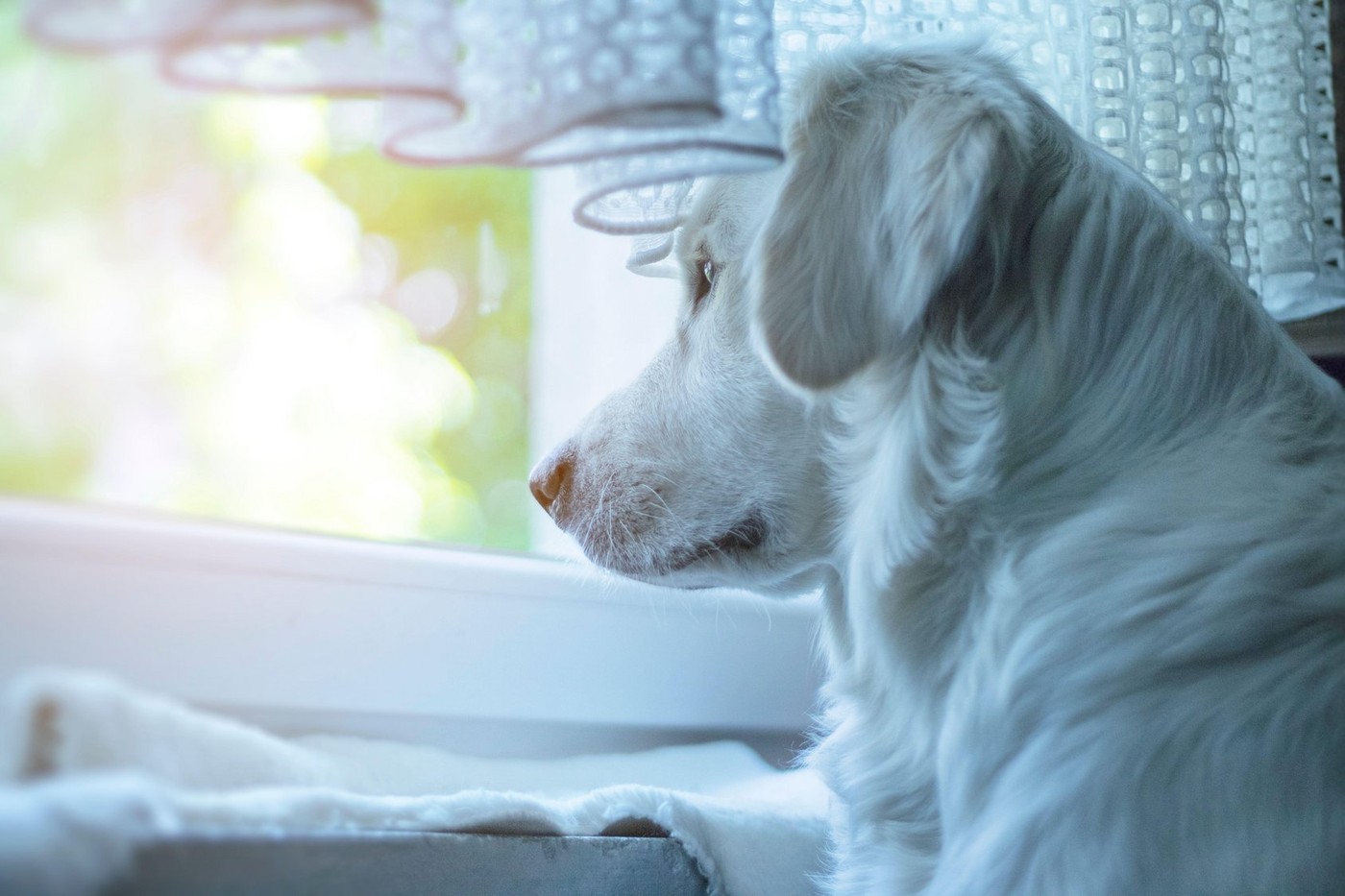 A purebred dog, a light-colored Golden Retriever, looking out the window. Sad at home, he waits with hope for the owner.