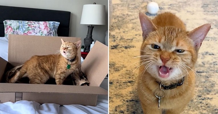 raspjevana mačka cala