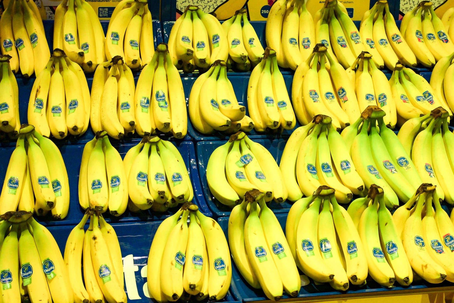 Berlin, Deutschland 07.- 09. Februar 2024: Fruit Logistica - 2024 Im Bild: Chiquita Bananen *** Berlin, Germany 07 09 Fe