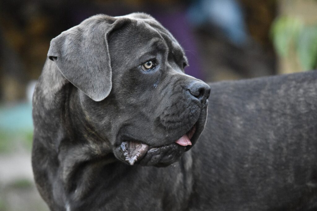 1718209068-cane-corso-3925859_1920-1024x683.jpg