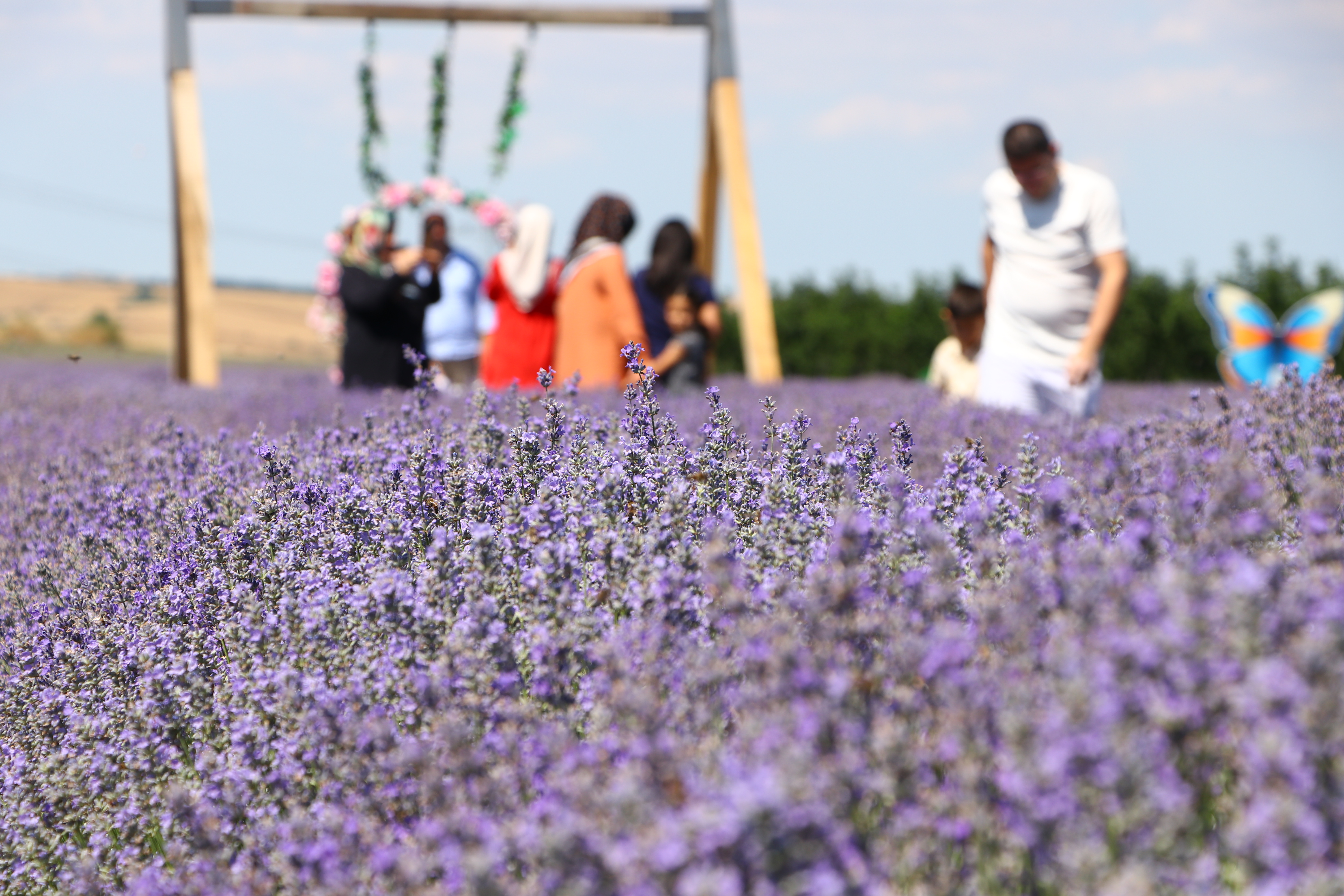 Prostrana polja lavande u turskom gradu Tekirdag