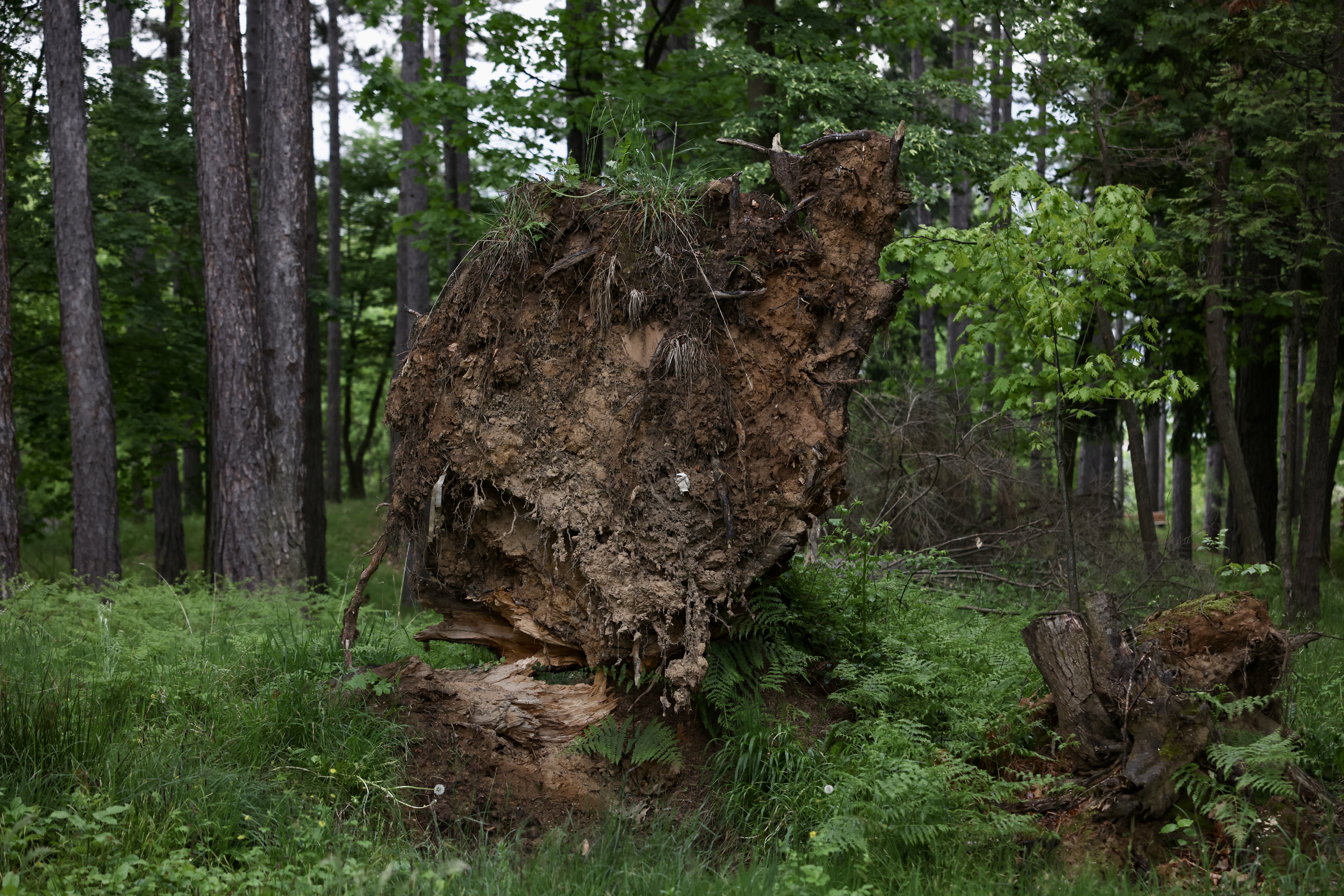 Park Šuma Prijateljstva