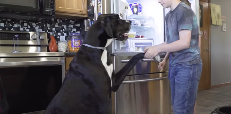 1719304061-doga-750x372