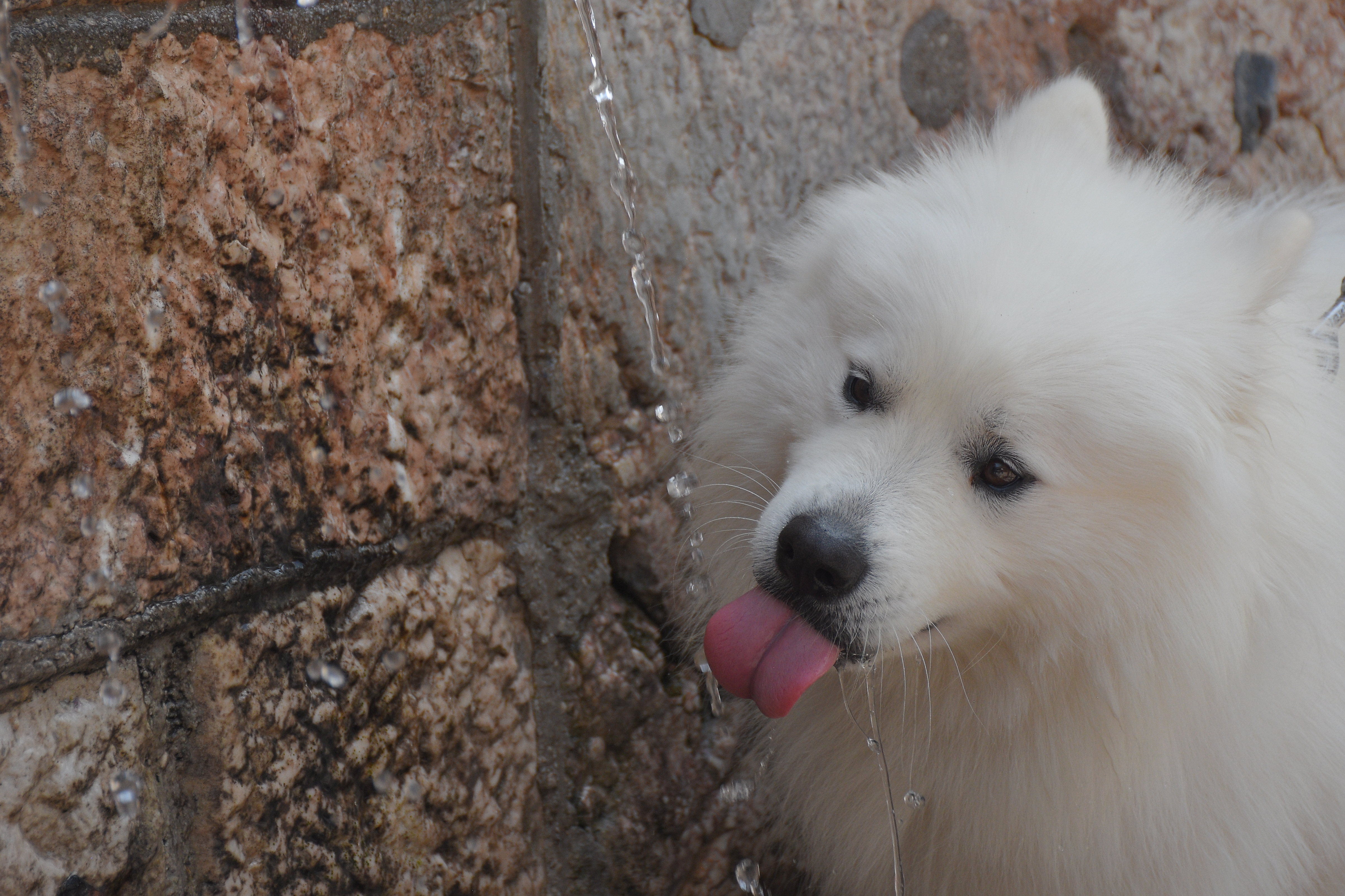 Brojni turisti na ulicama Sarajeva