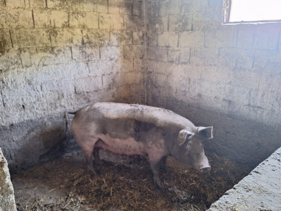 1719829781-Ovo-je-svinja-koja-je-napala-Snezanu-i-tesko-je-povredila-1-900x675