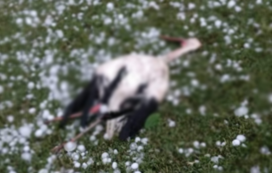 slavonija zivotinje222