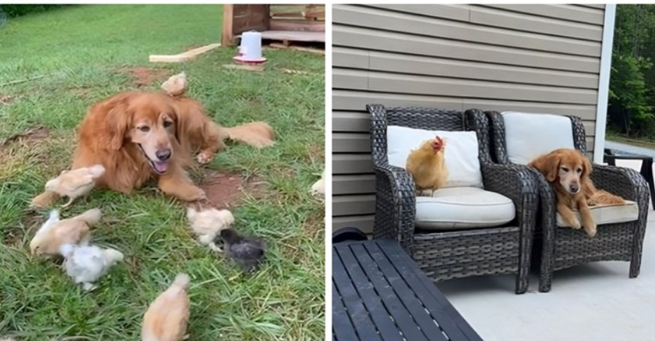 zlatni retriver i kokois