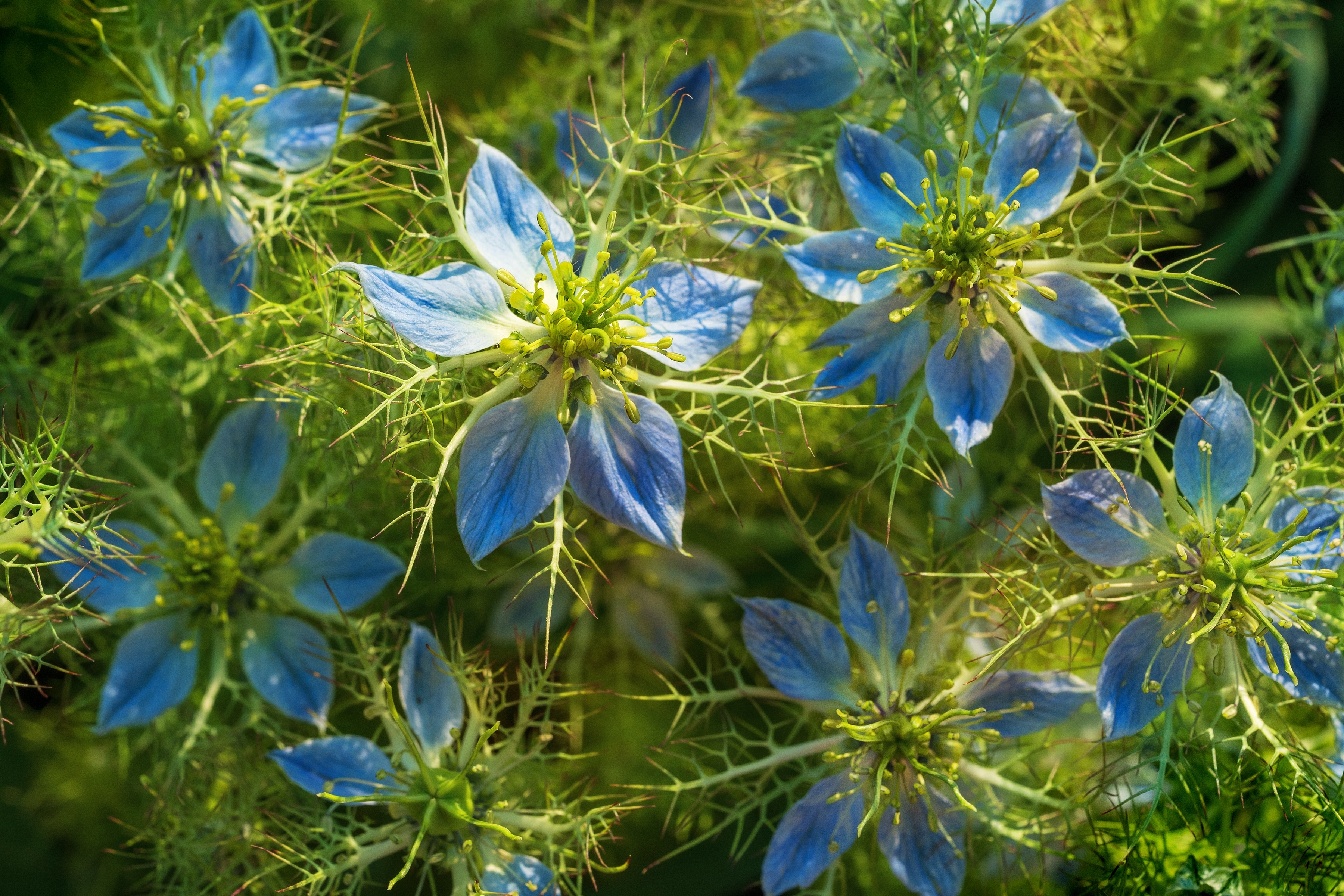 Blooming,Nigella,Sativa,In,The,Garden.,Also,Known,As,Black