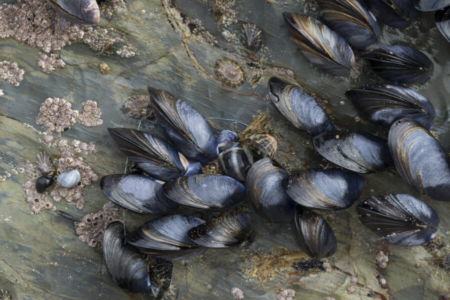 Mussels,On,Rock