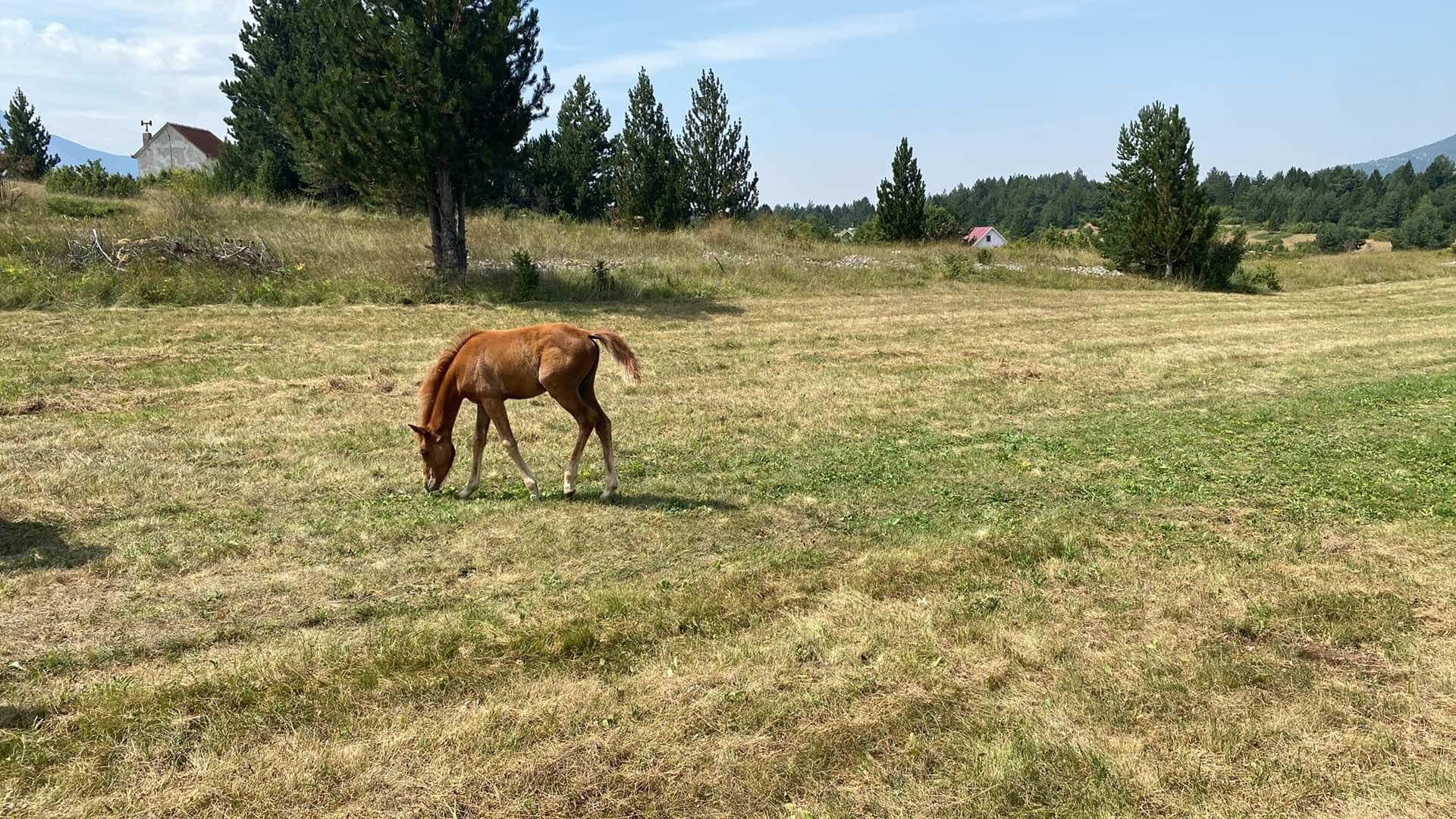 park prirode blidinje