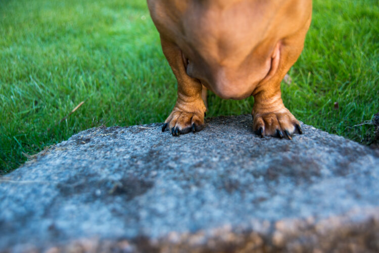 Close,Up,Of,Short,Dachshund,Legs,Outside,On,Lush,Green