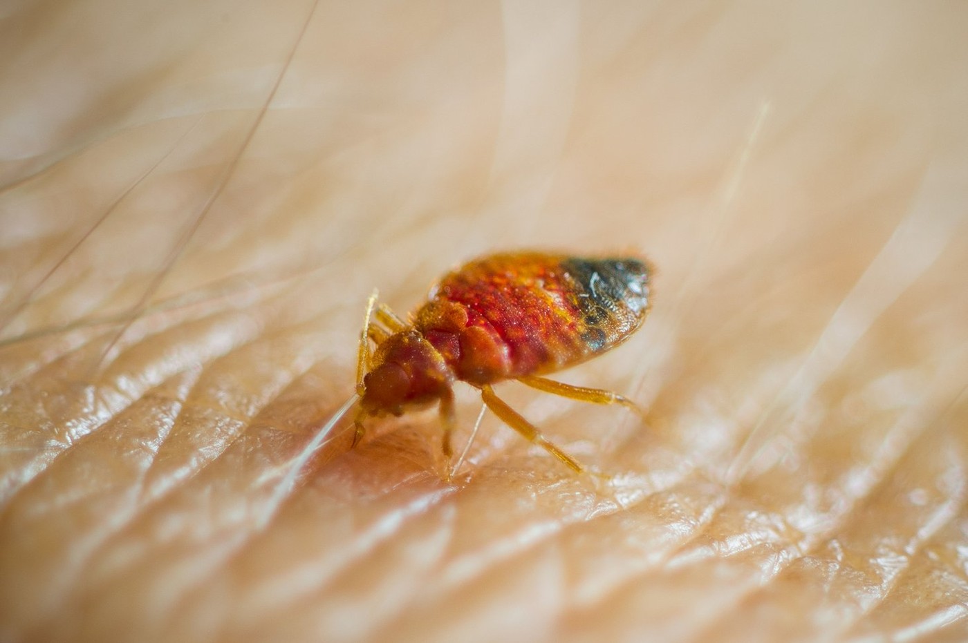 Bed bug feeding on human skin