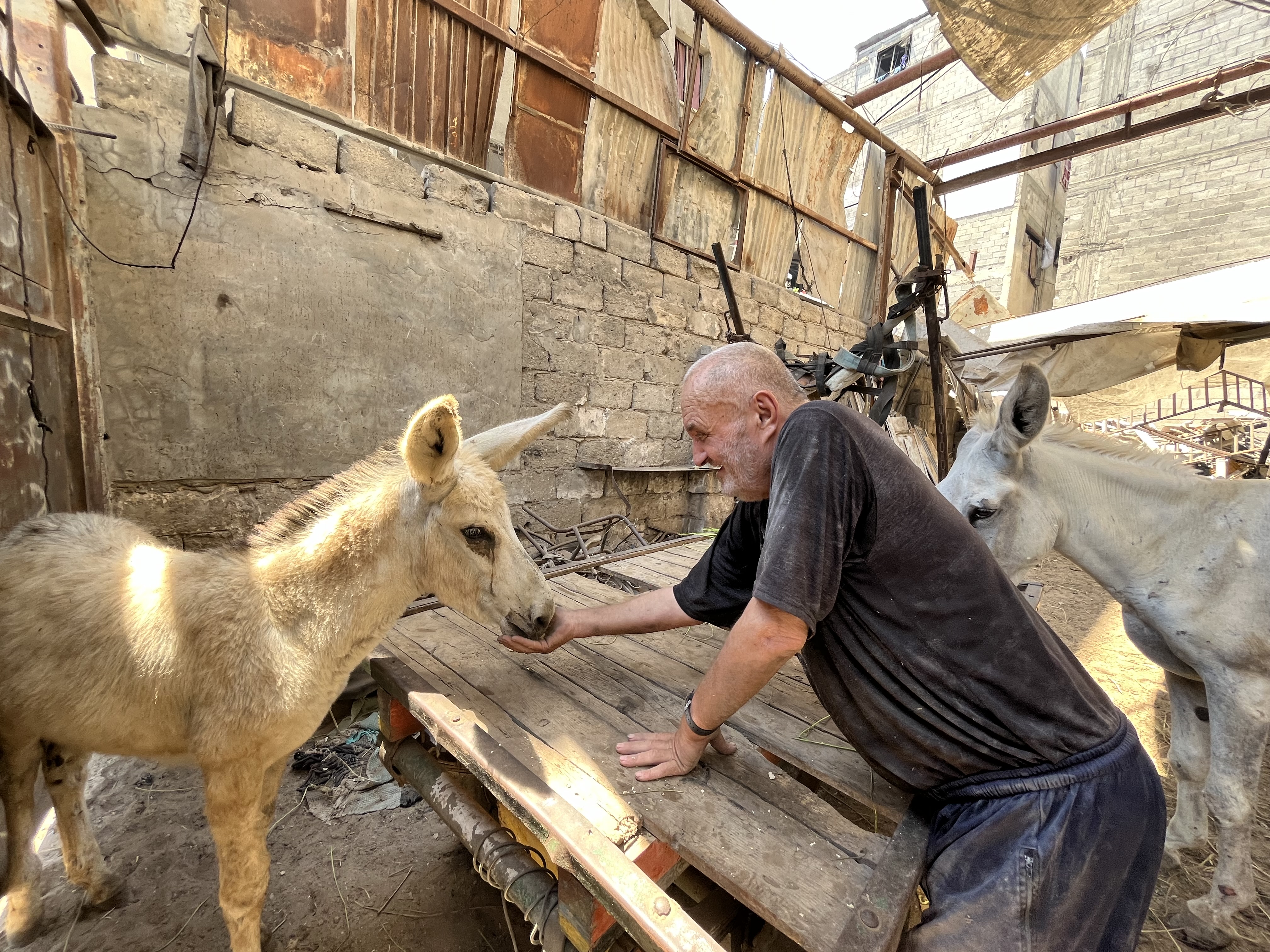 Rat u Gazi: Iako i sami nemaju dovoljno hrane, Palestinci pronalaze načina da prehrane stoku