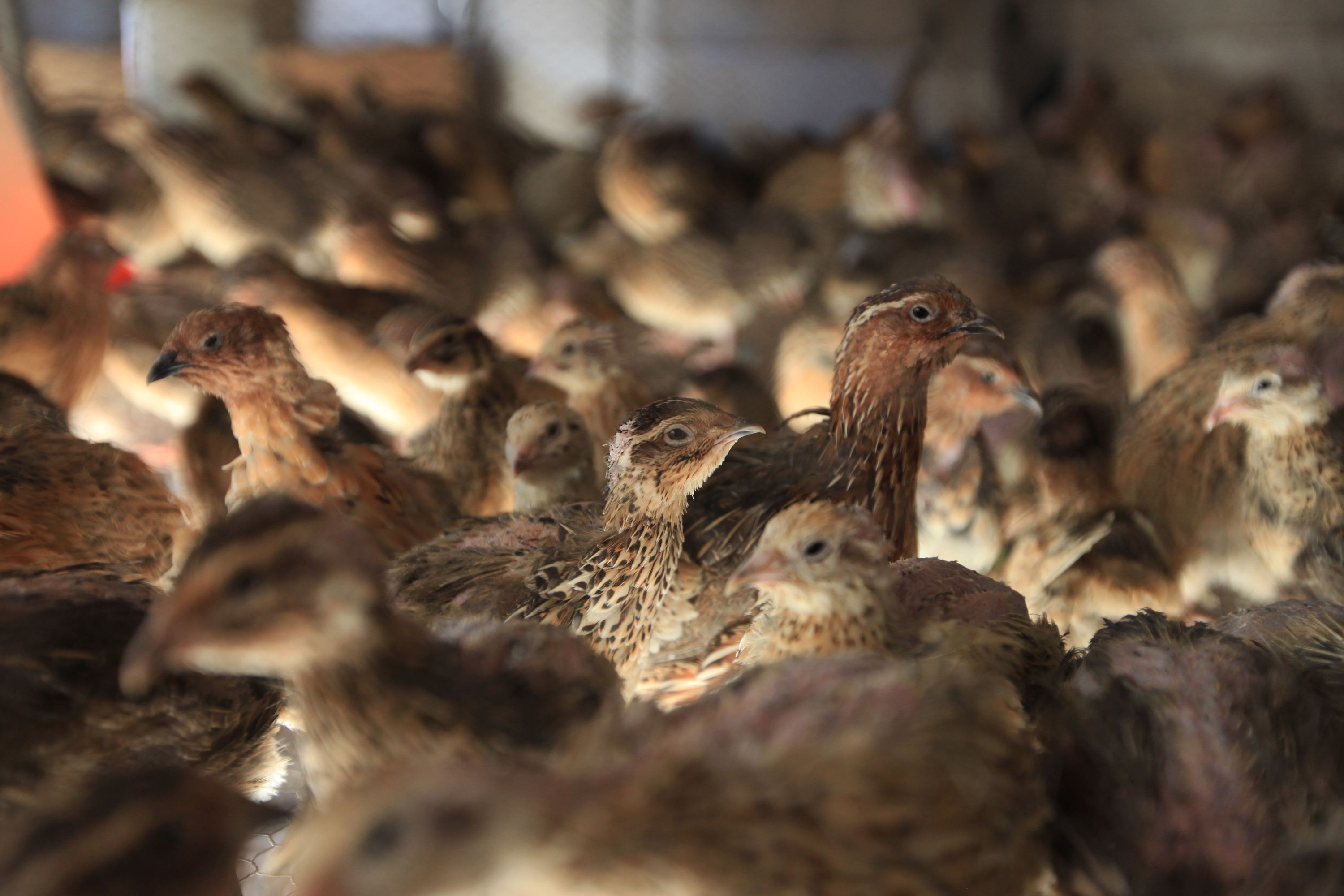 Zimbabwe Quail Craze