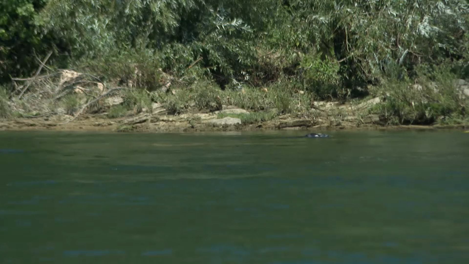 migranti-drina-2482024