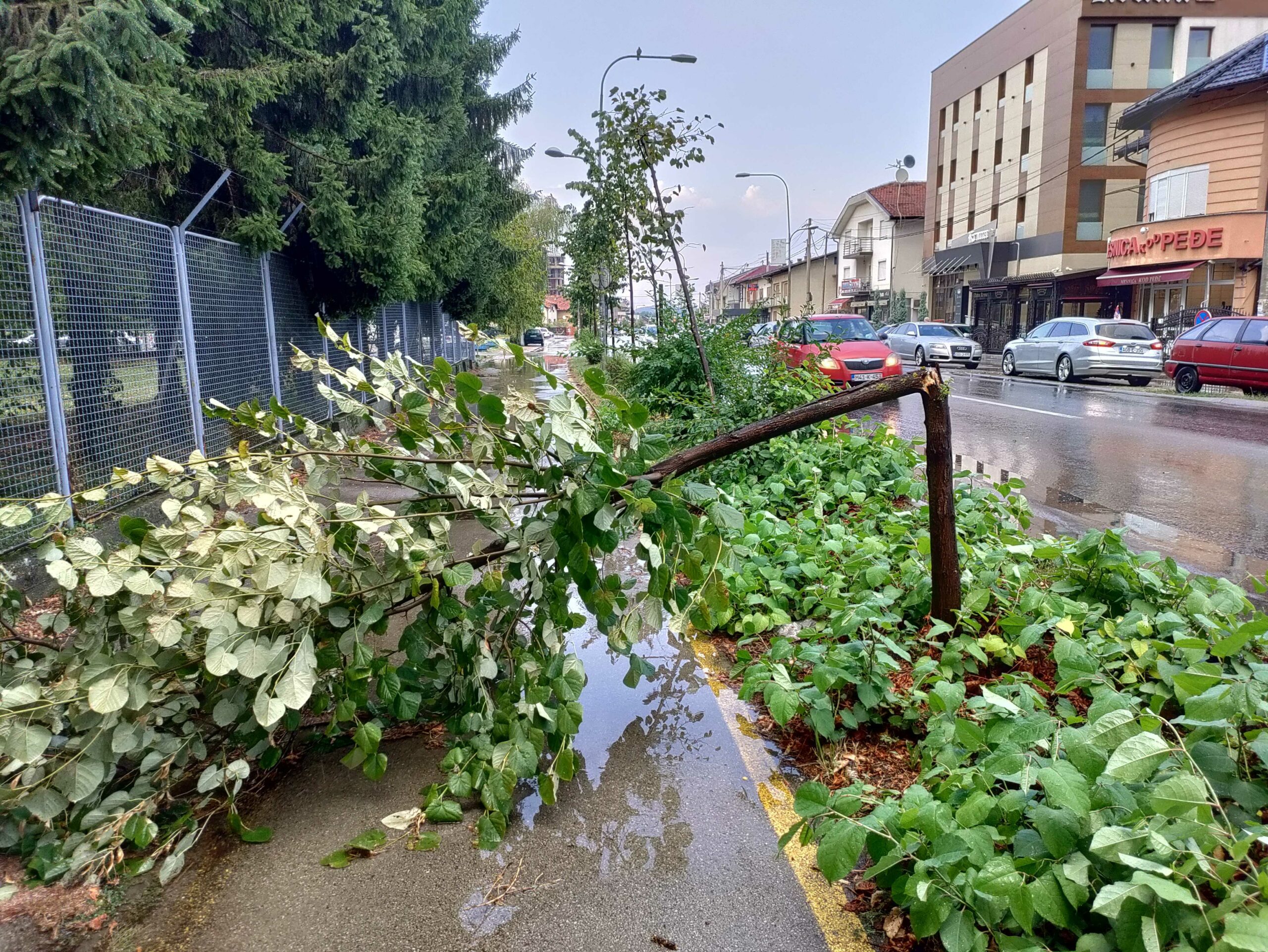 nevrijeme-drvo-budzak-scaled