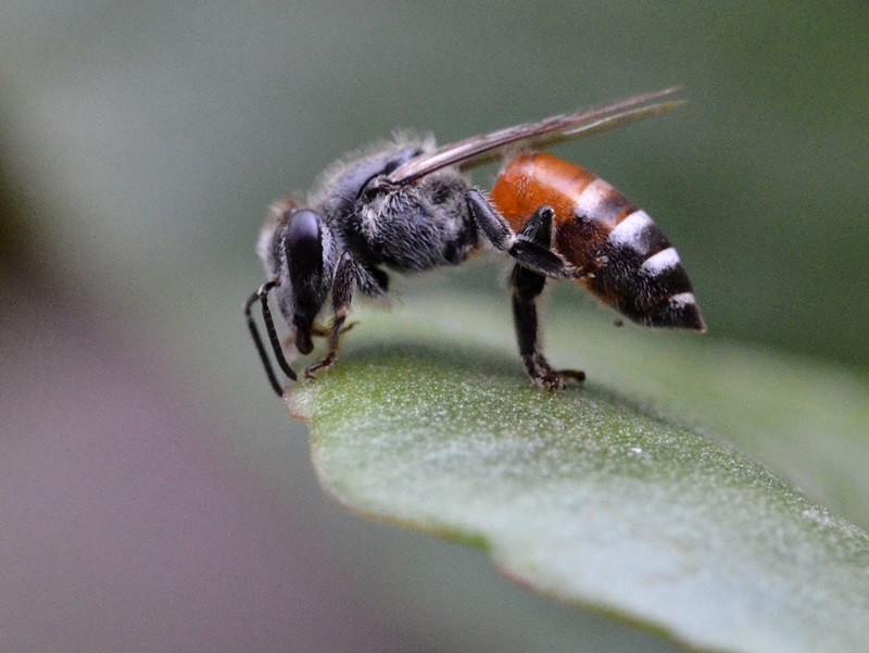 Apis florea, crvena patuljasta pčela