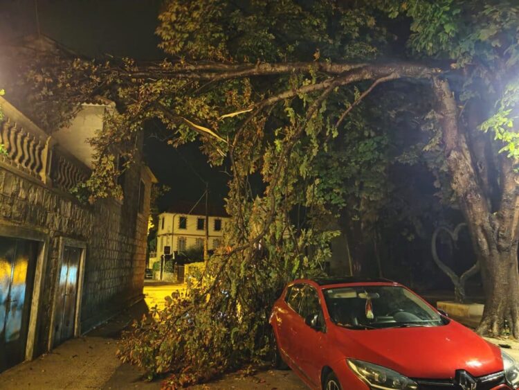 1725598177-stablo-kastela-4-750x563