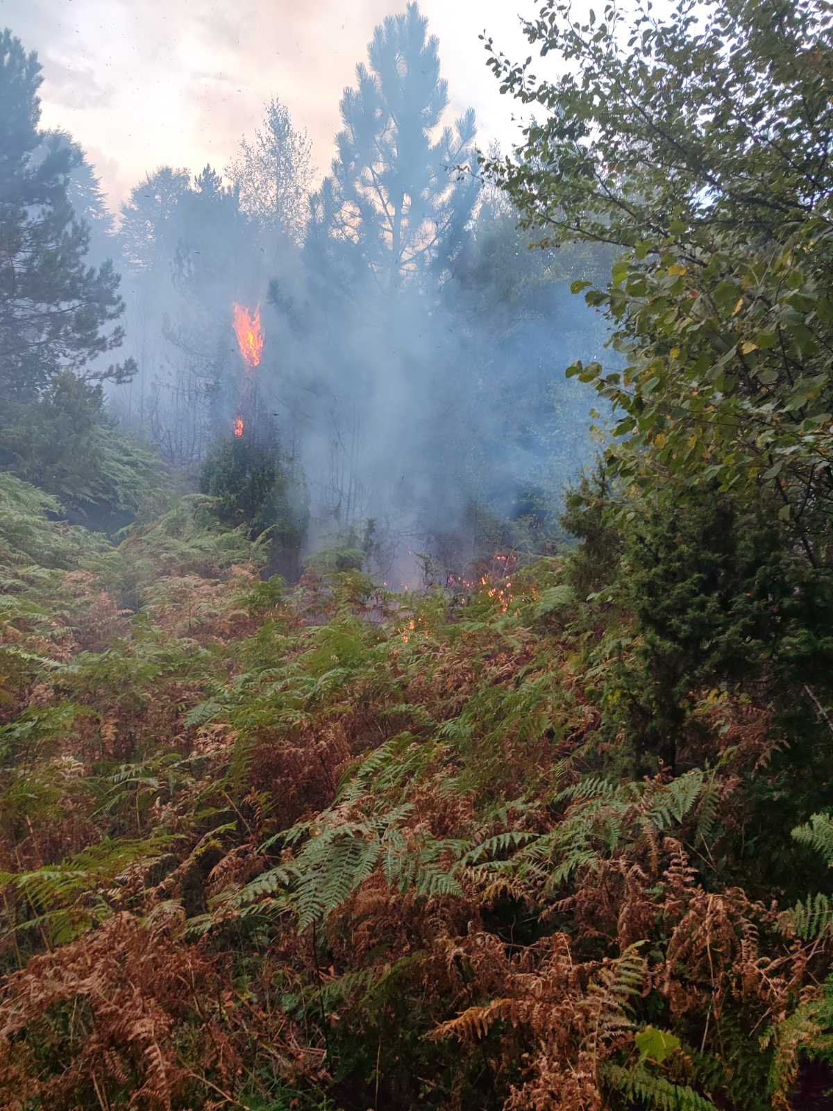 viber_image_2024-09-06_21-43-13-951