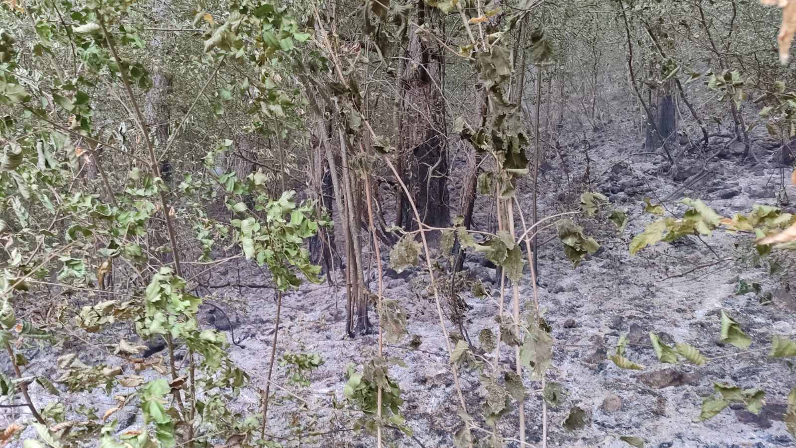 N1 (Situacija na požarištu jutros)