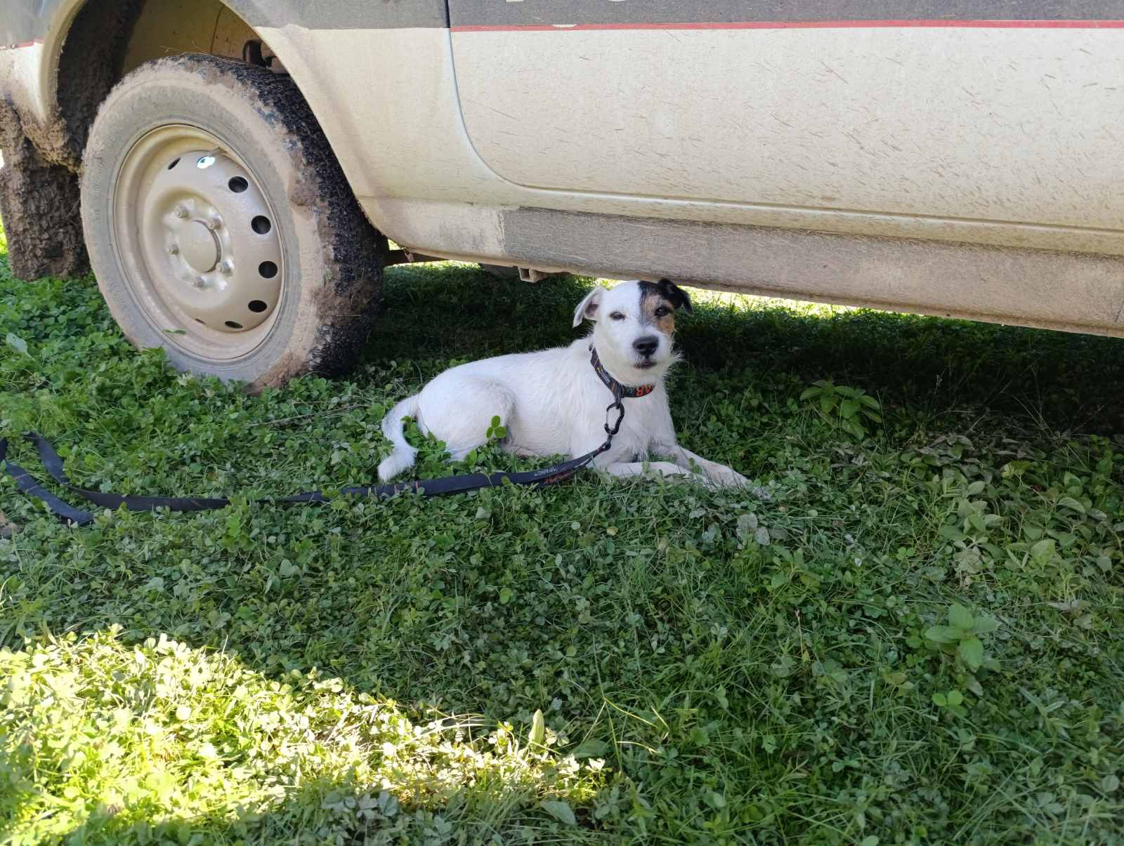 psi tragači iz slovenije