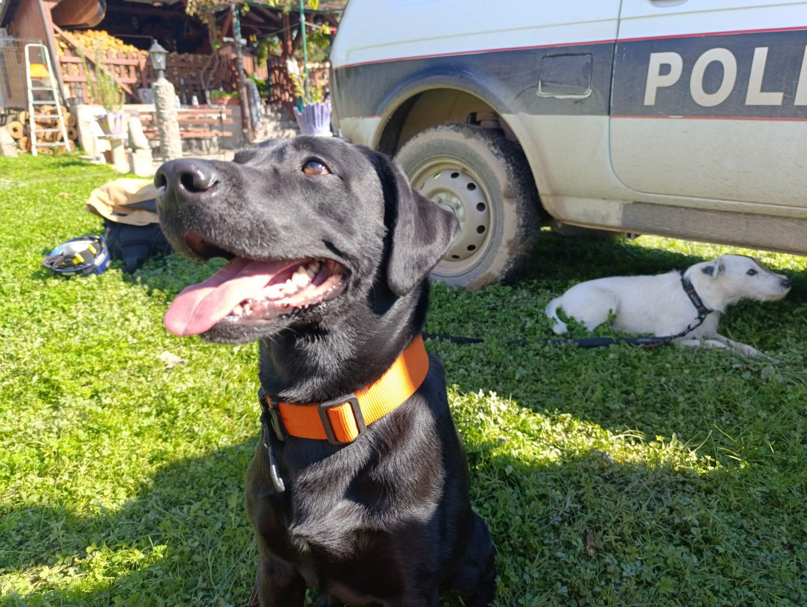 psi tragači iz slovenije