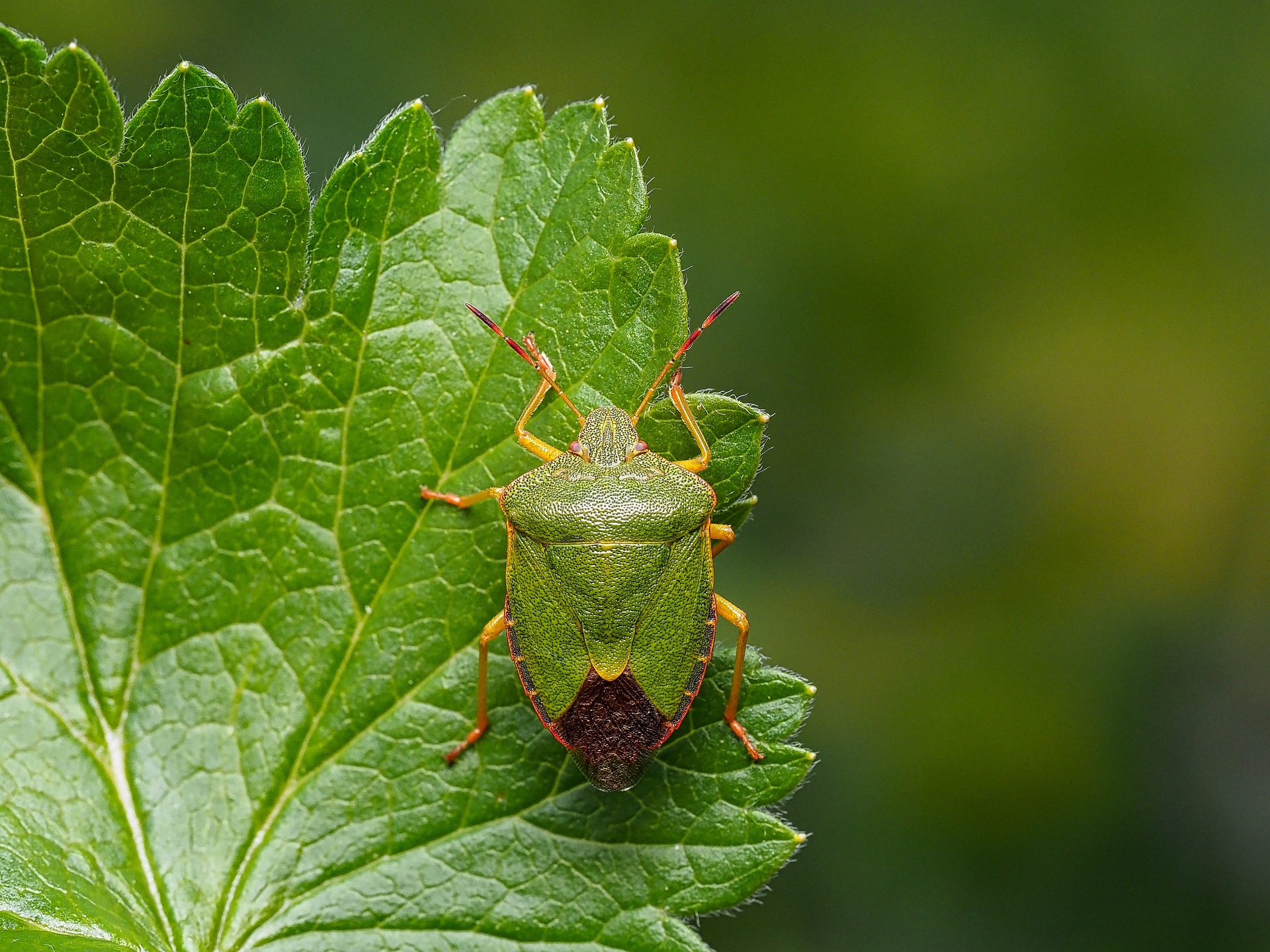 stink-bug-4970553_1920